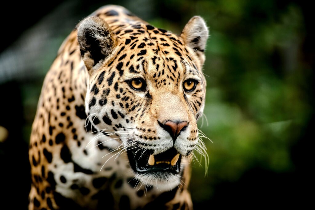 Jaguars1