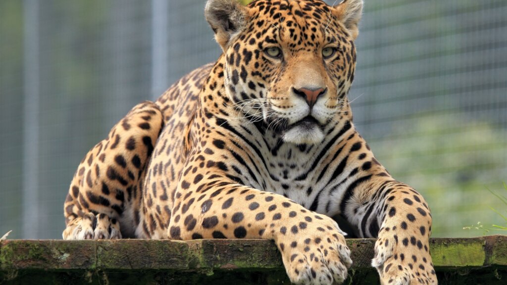 Jaguars2