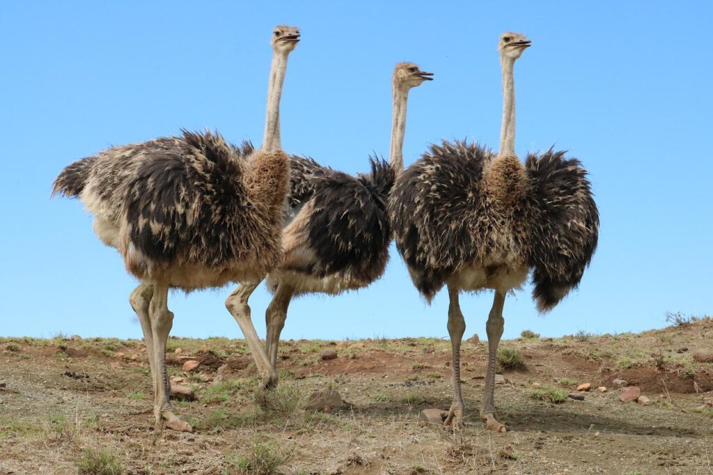 Ostrich and friends