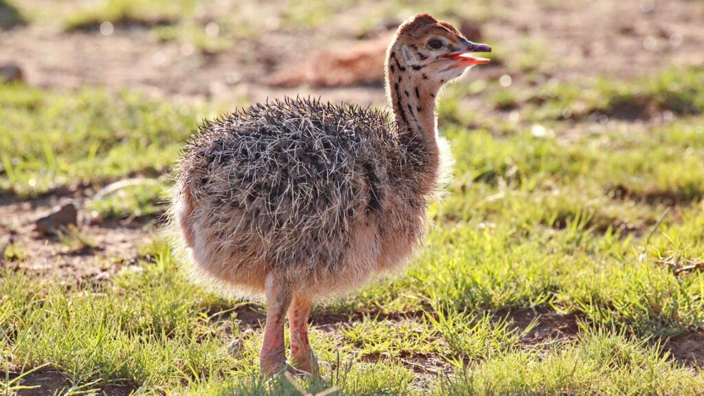 Ostrich baby 2022