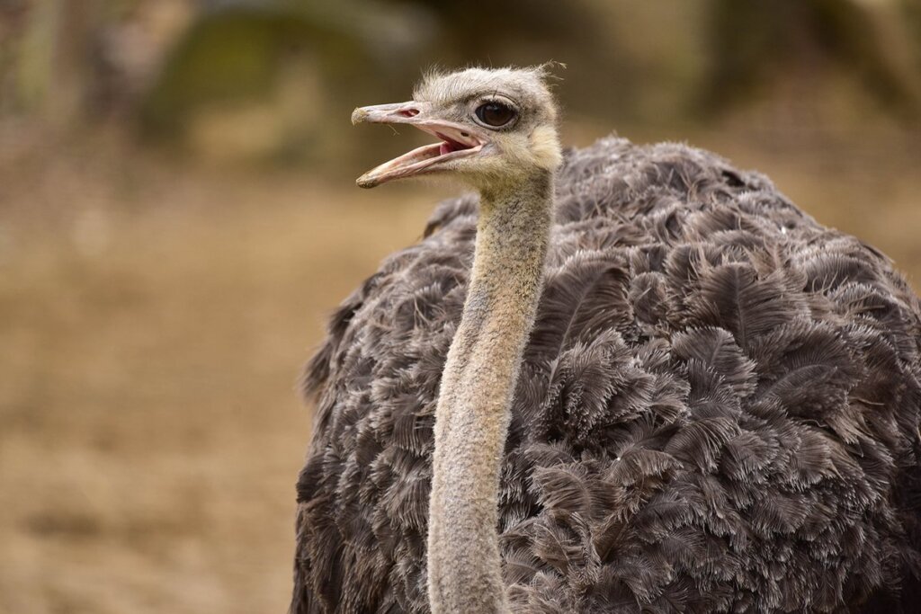 Ostrich beautiful