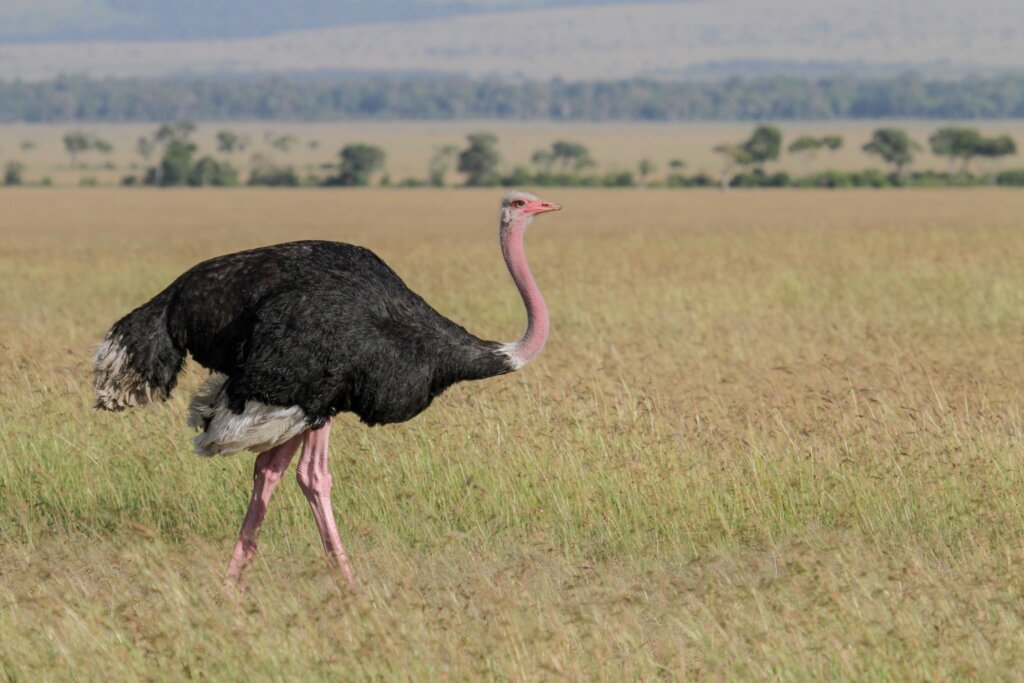 Ostrich life