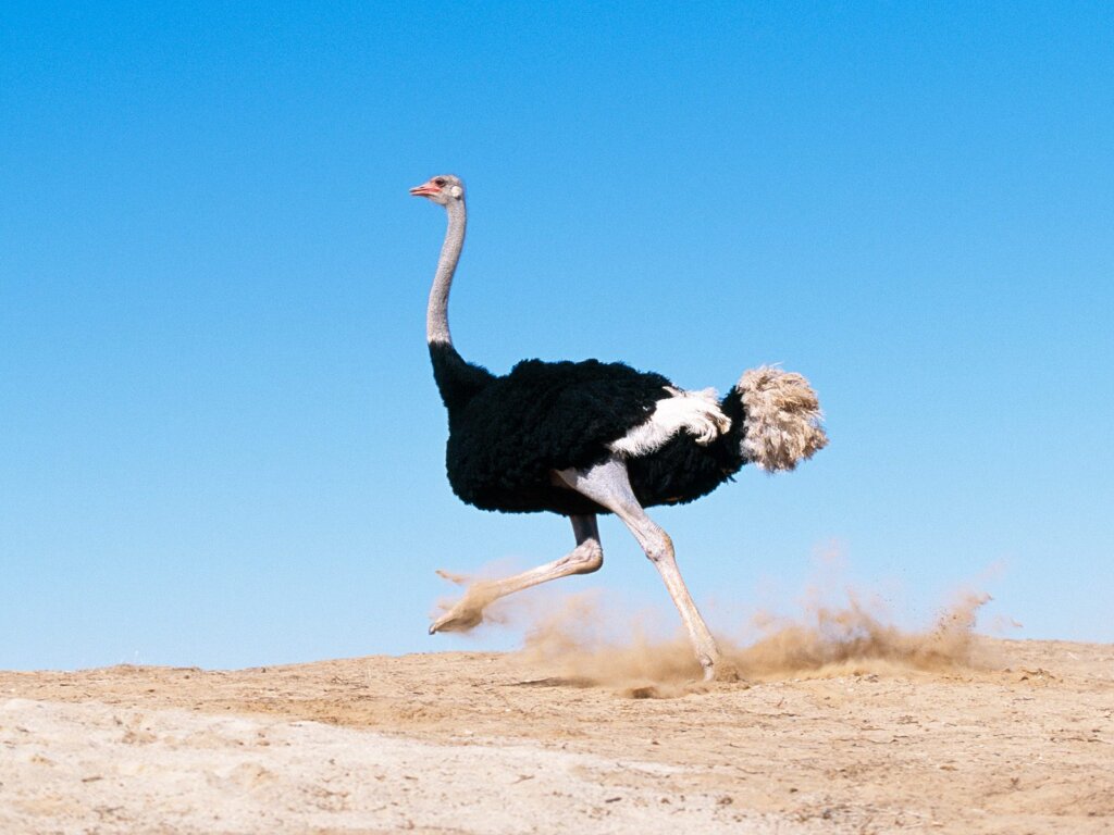 Ostrich speed