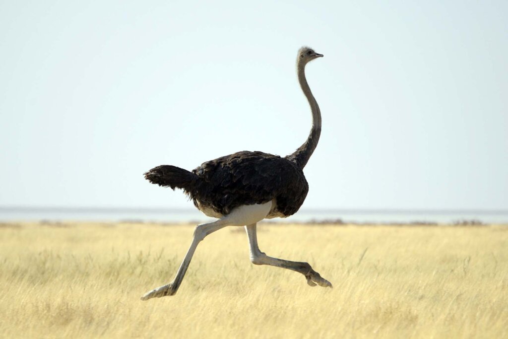Ostrich1