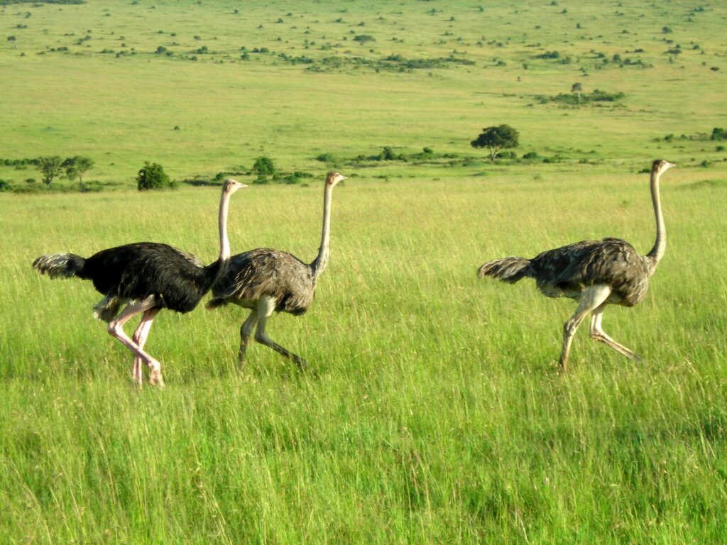 Ostriches1