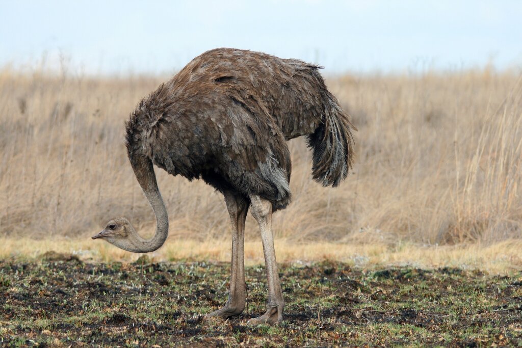 Ostriches2