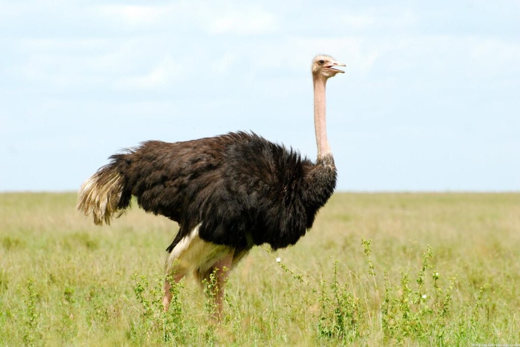 Ostriches5