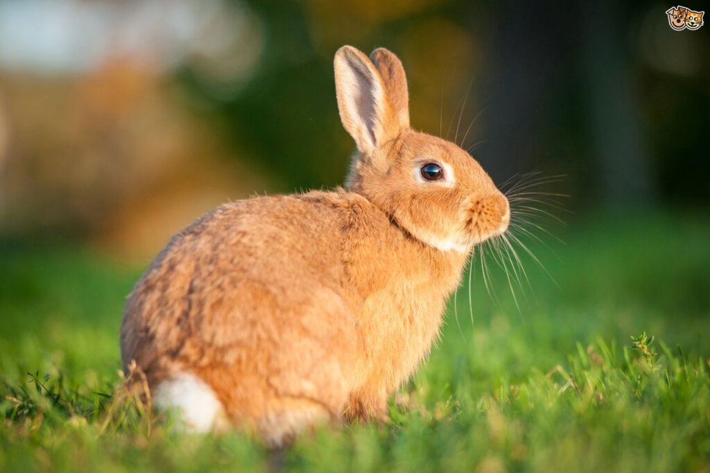 Rabbit1