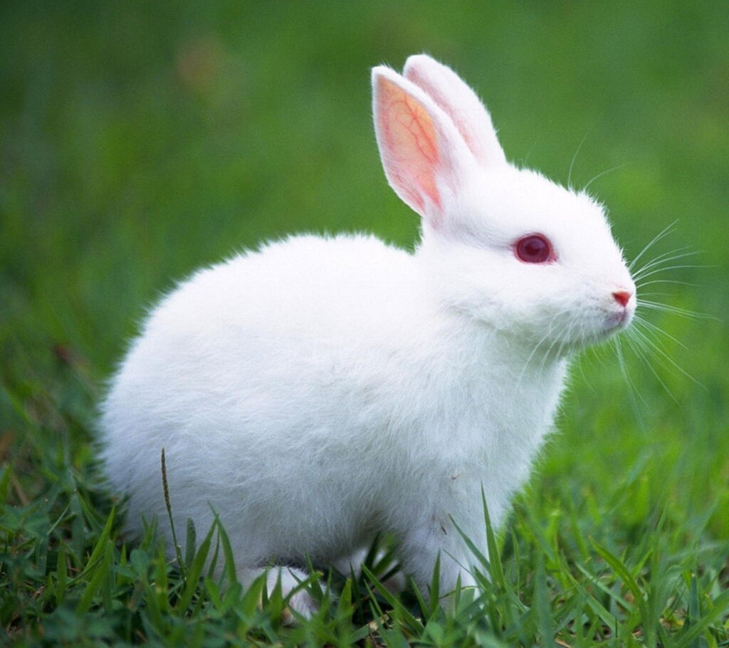 Rabbit2