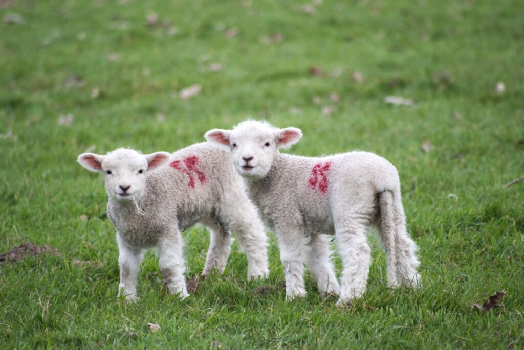 Sheep baby 2022