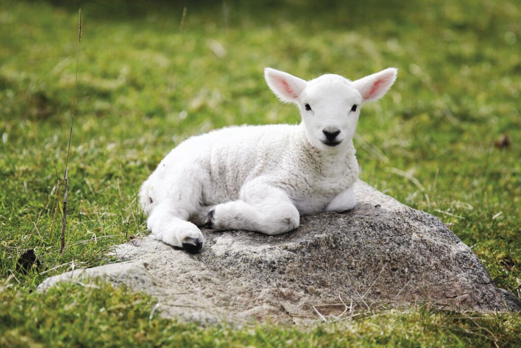 Sheep baby2