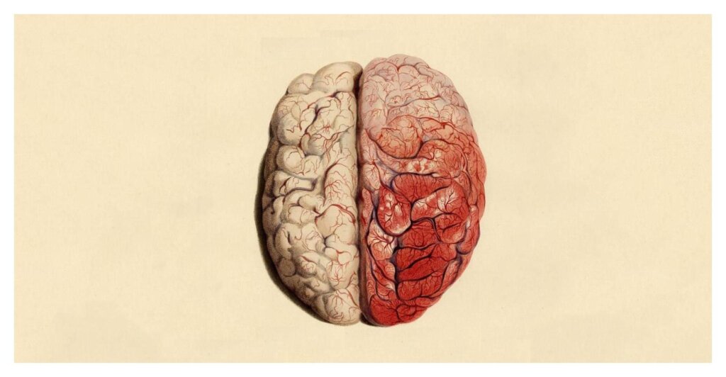 The Effect Of Love On The Brain 20