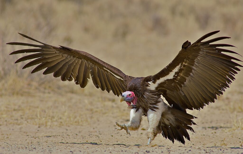 Vulture 2022