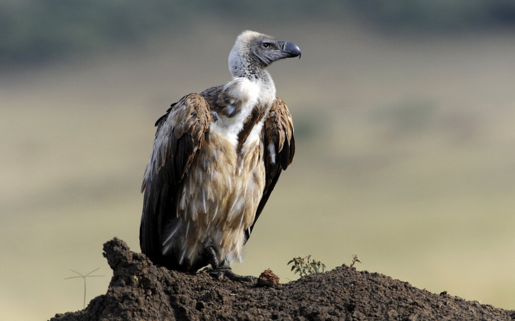 Vulture beautiful