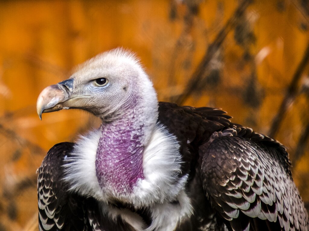 Vulture dad