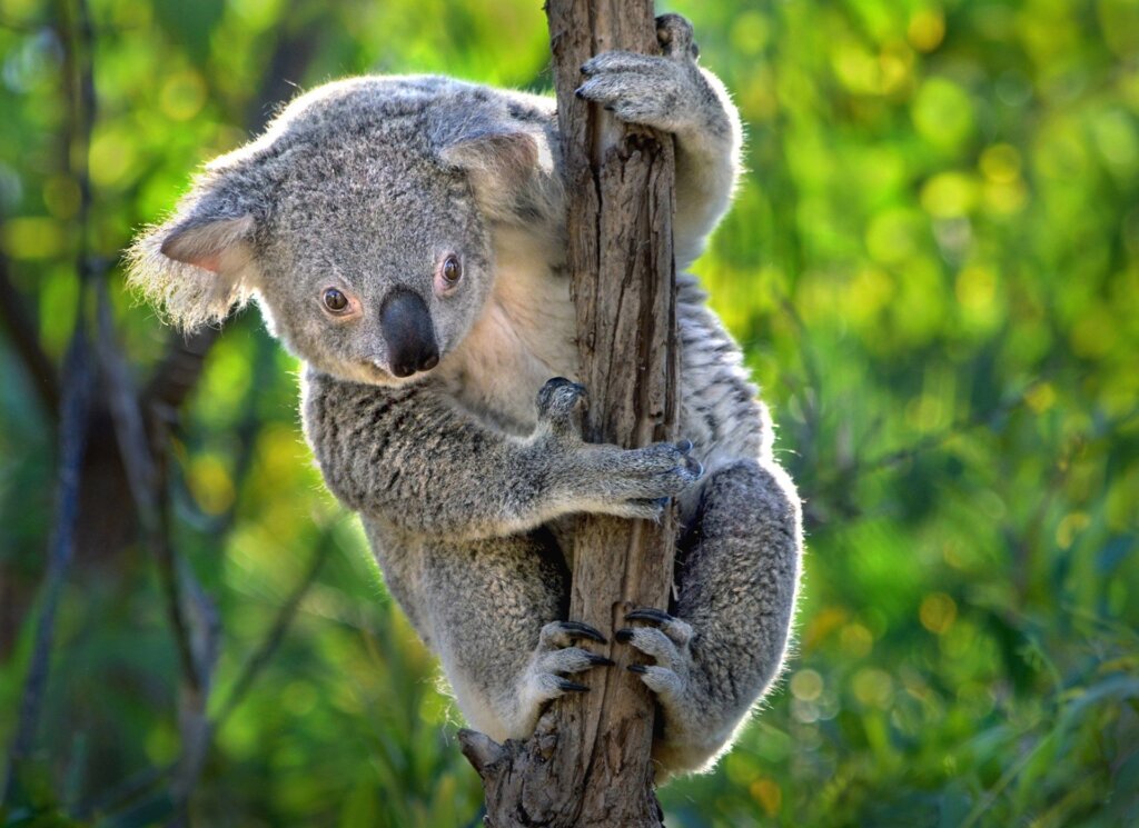 koala 2022