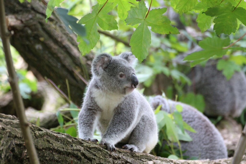 koala 2023