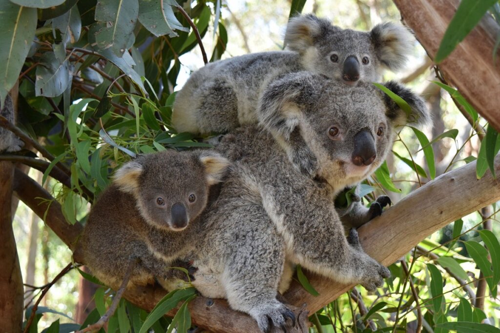 koala and baby