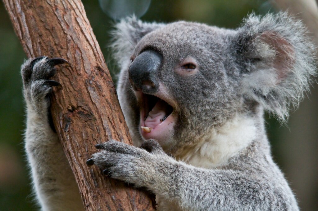 koala fun