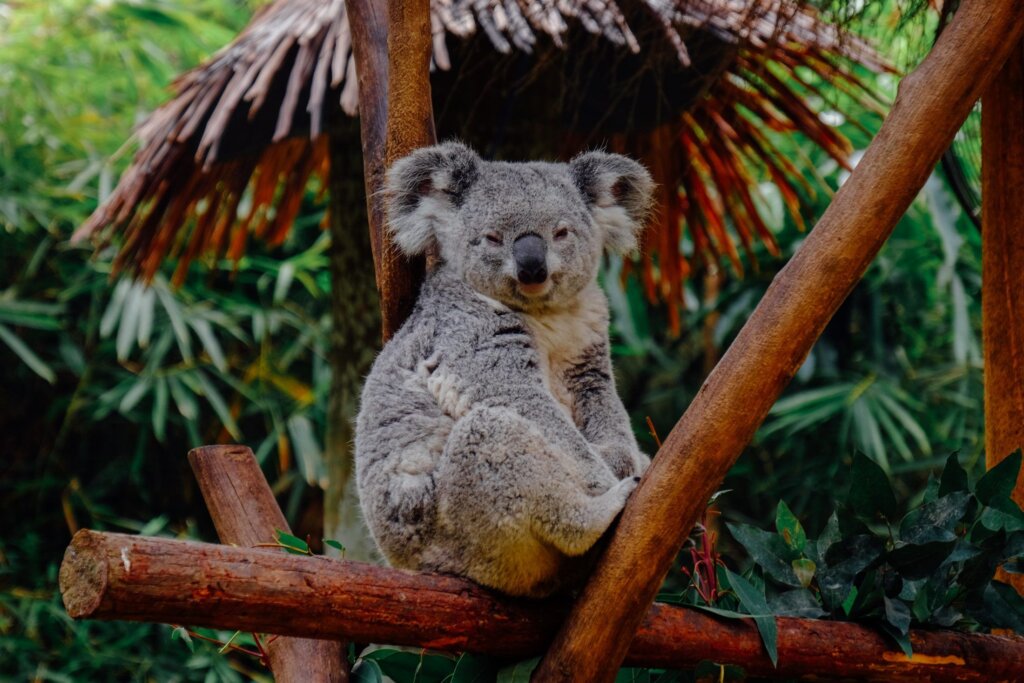 koala sleep