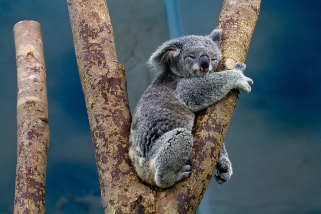 koala1