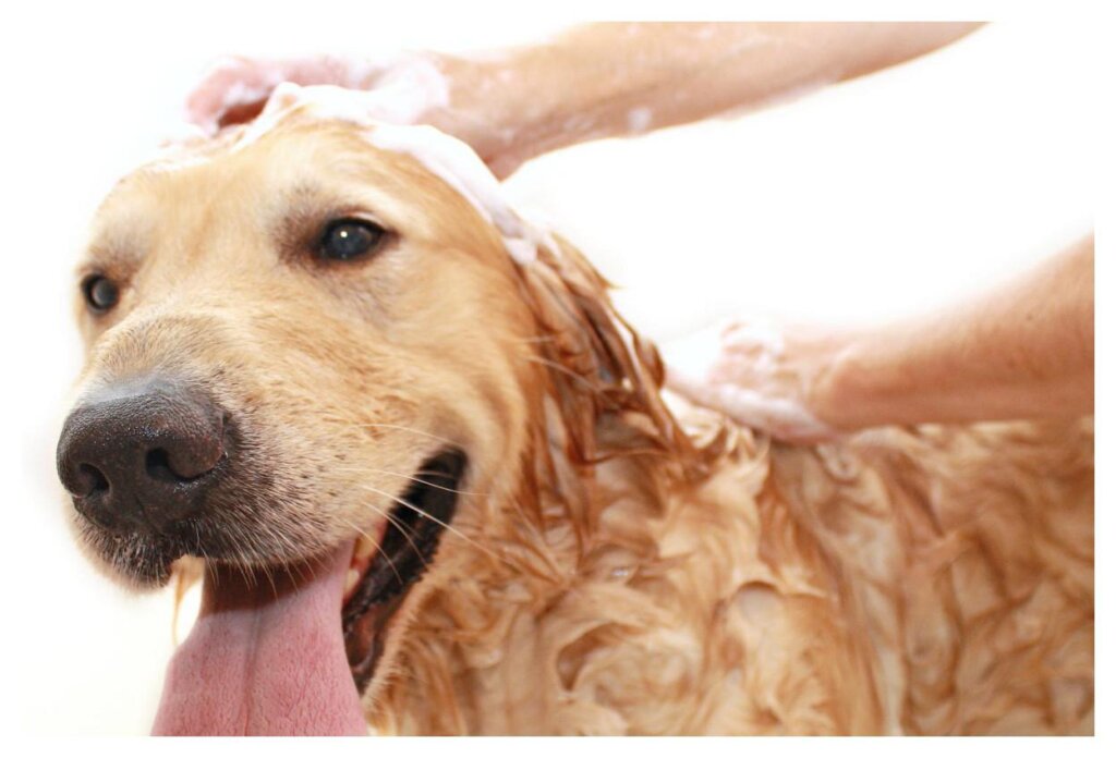 Dog Shampoo 14