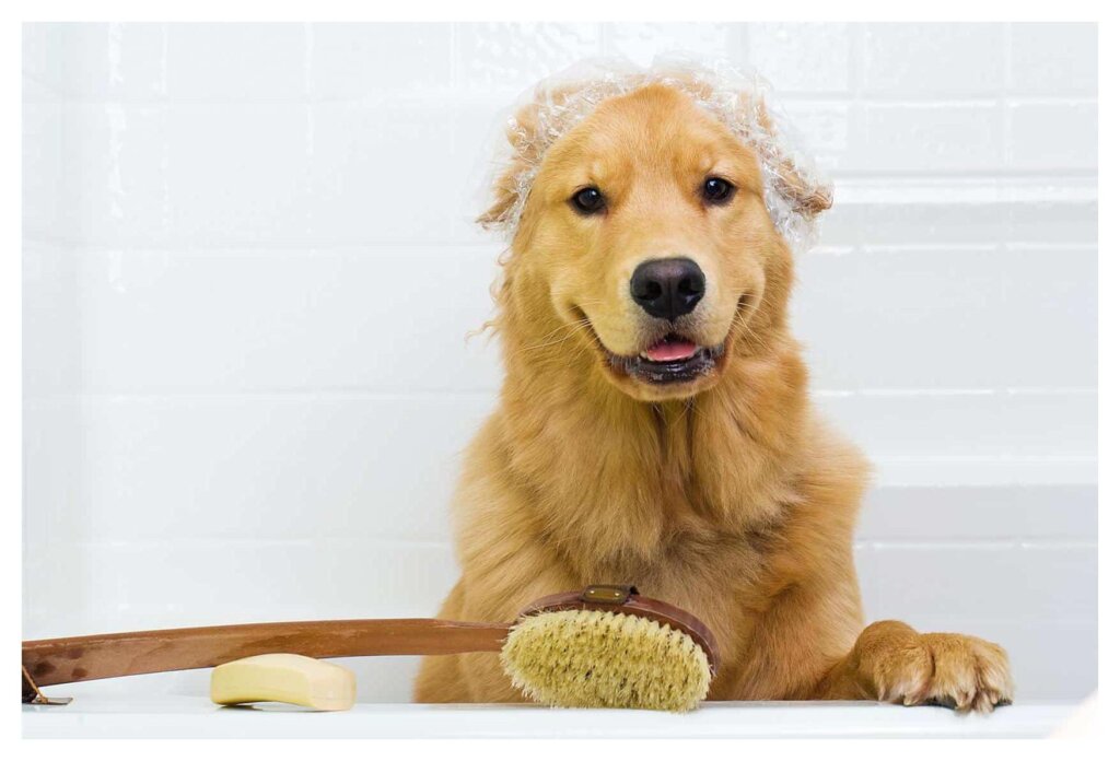 Dog Shampoo 19