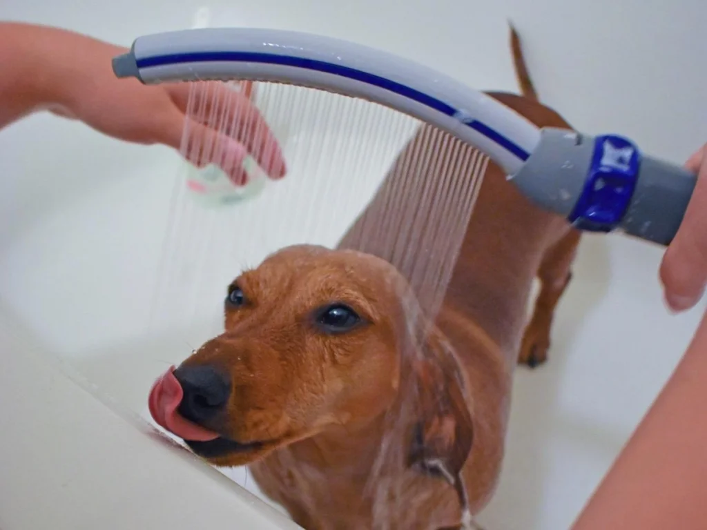 Dog Shampoo 25