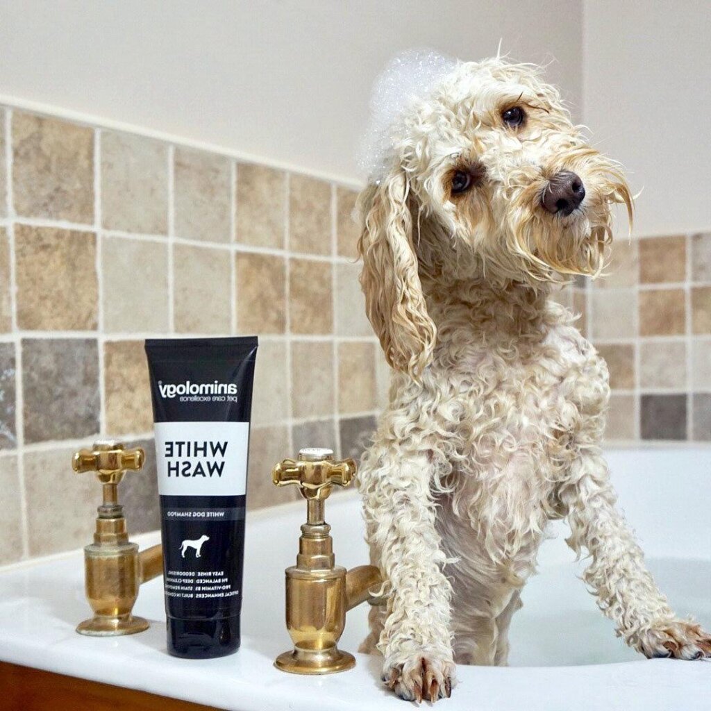 Dog Shampoo 4