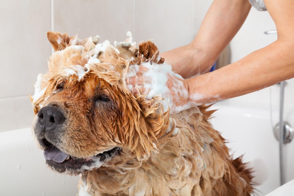 Dog Shampoo 6