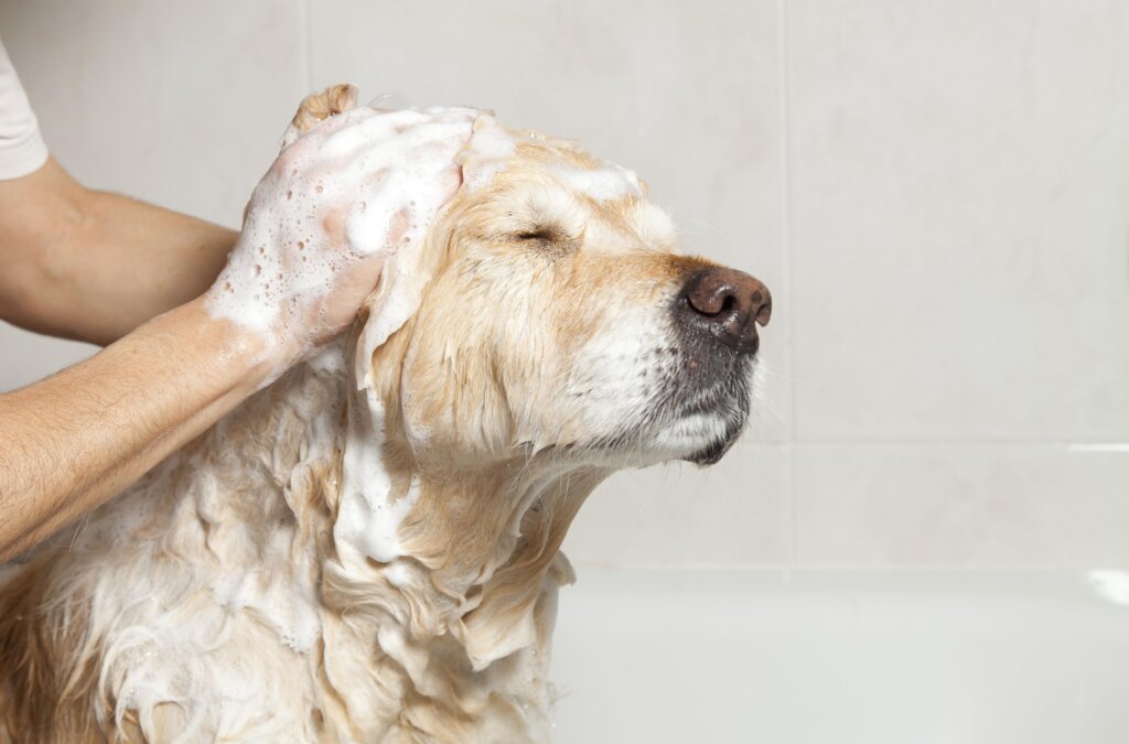 Dog Shampoo 9
