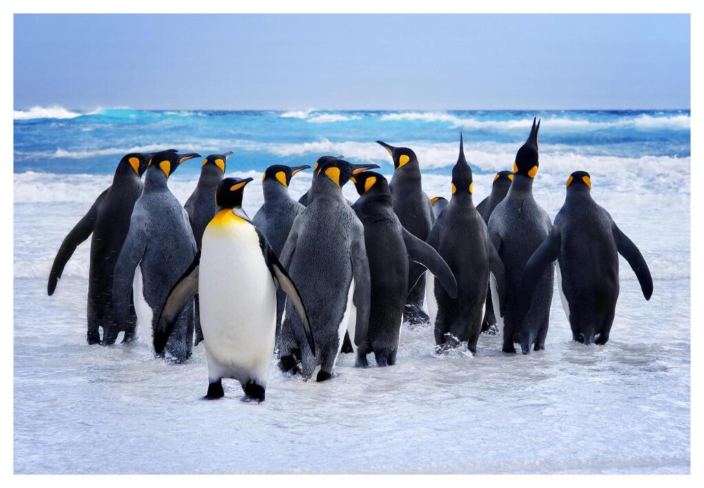 Penguins 17
