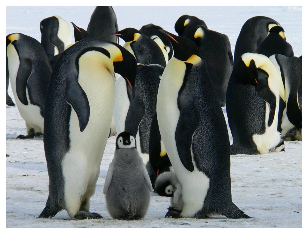 Penguins 29
