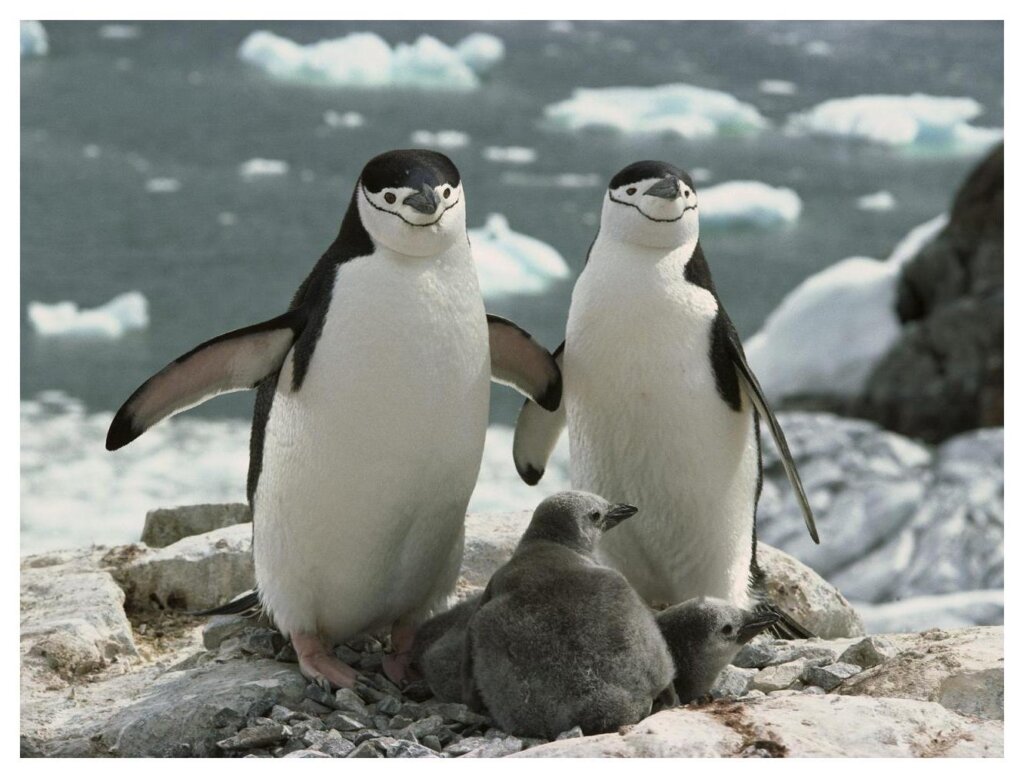 Penguins 34