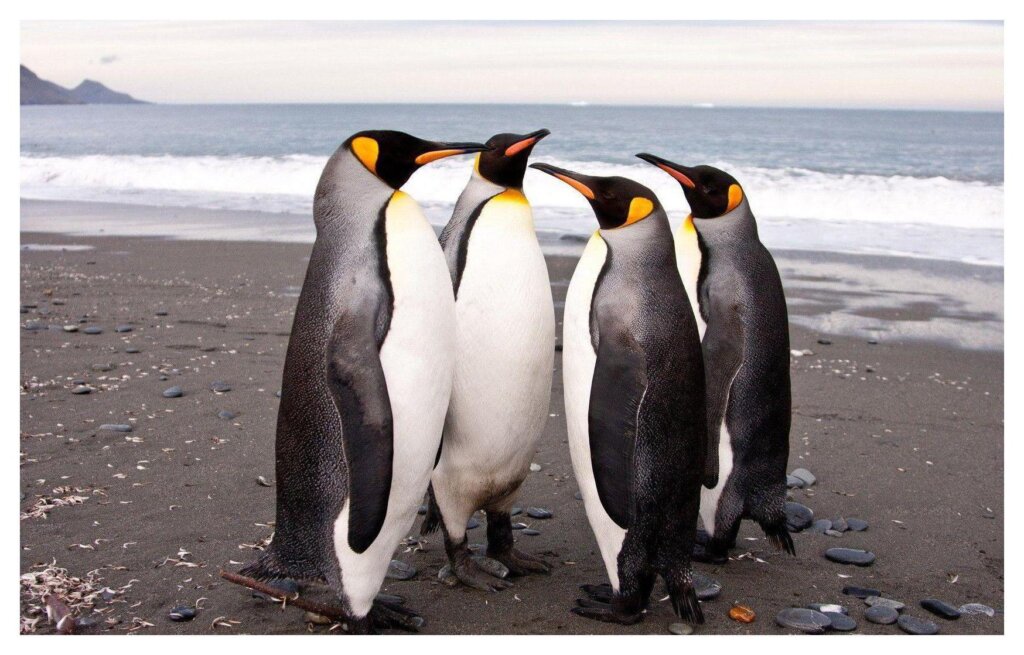 Penguins 8