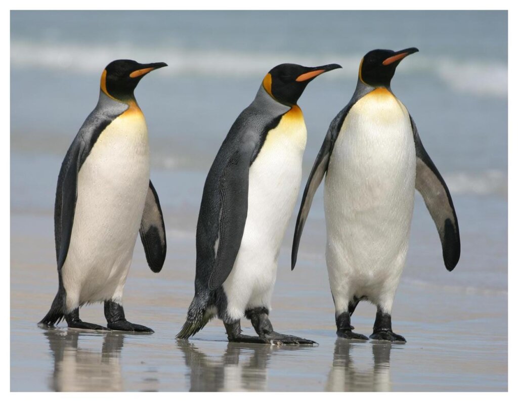 Penguins 9