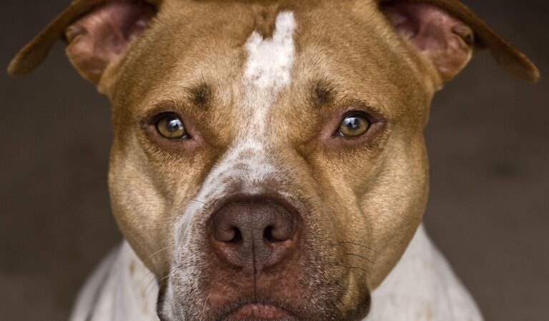 Is the Pit Bull Breed As Aggressive As It Is Thought