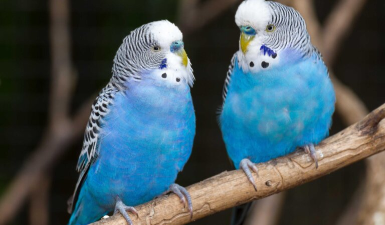 Your Bird Can Also Be A Mushroom! Fungal Disease in Birds