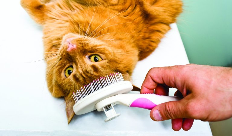 How Should A Regular Cat Care Be?