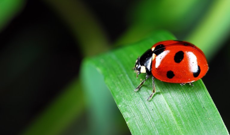 8 Interesting Facts About Ladybugs That You Probably Haven’t Heard Before