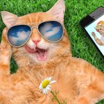 cat grass smart phone