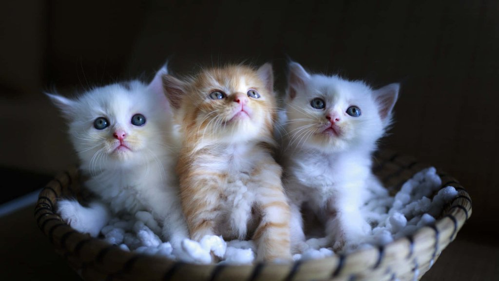 cute kittens 7b25c57pk8ec7c1q