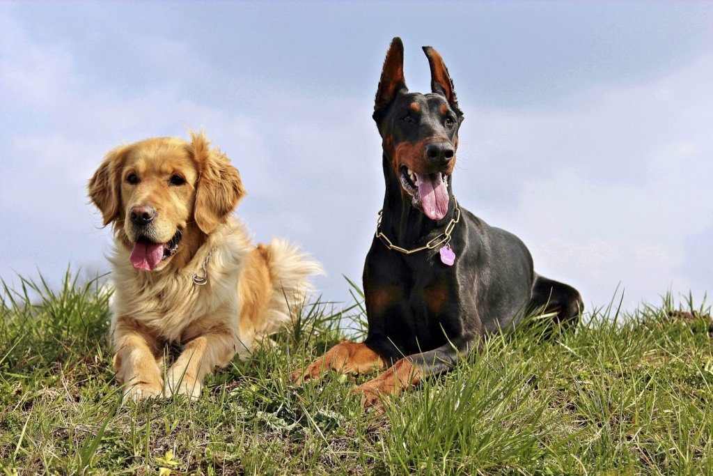 dog mammal dogs vertebrate dog breed retriever 810622 pxhere.com 1392x928 1