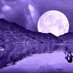full moon purple swans pixabay public domain 2702450 1280