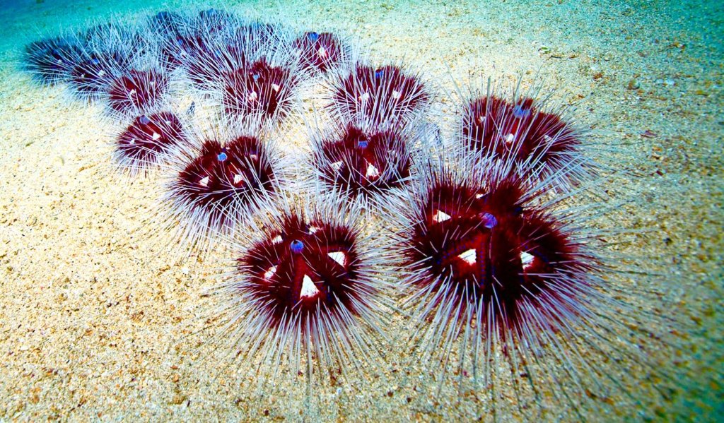 sea urchin 1