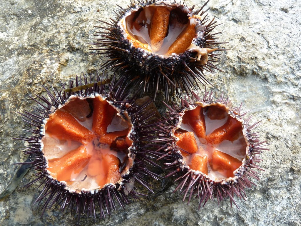 sea urchin 3