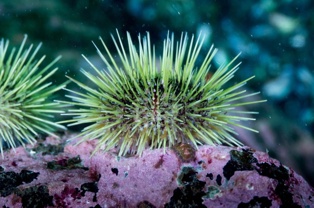 sea urchin 4
