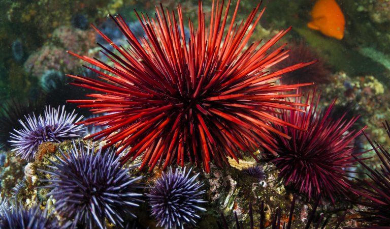 9 Amazing Facts You Need to Know About Sea Urchins