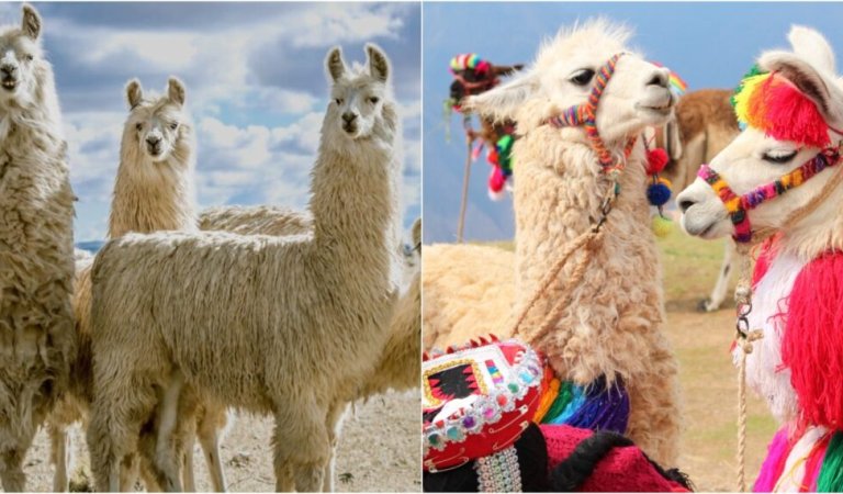 10 Surprising Facts About Llamas That You Probably Haven’t Heard About